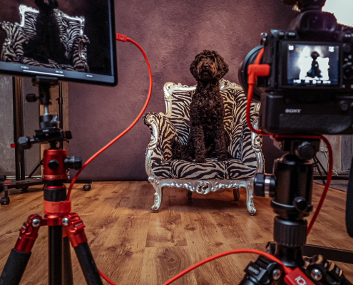 onze hond op de stoel. je ziet de camera met preview met de iqwire kabel naar de ipad pro